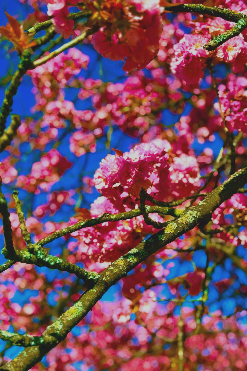cherry blossom Paris park spring