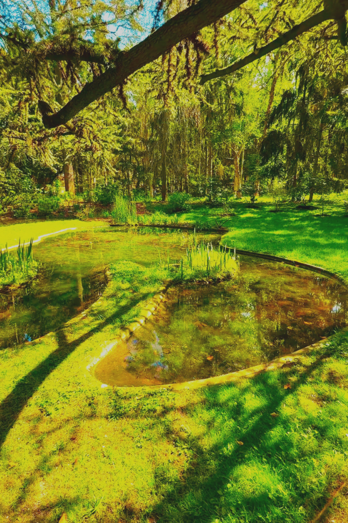jardin albert khan forest pond