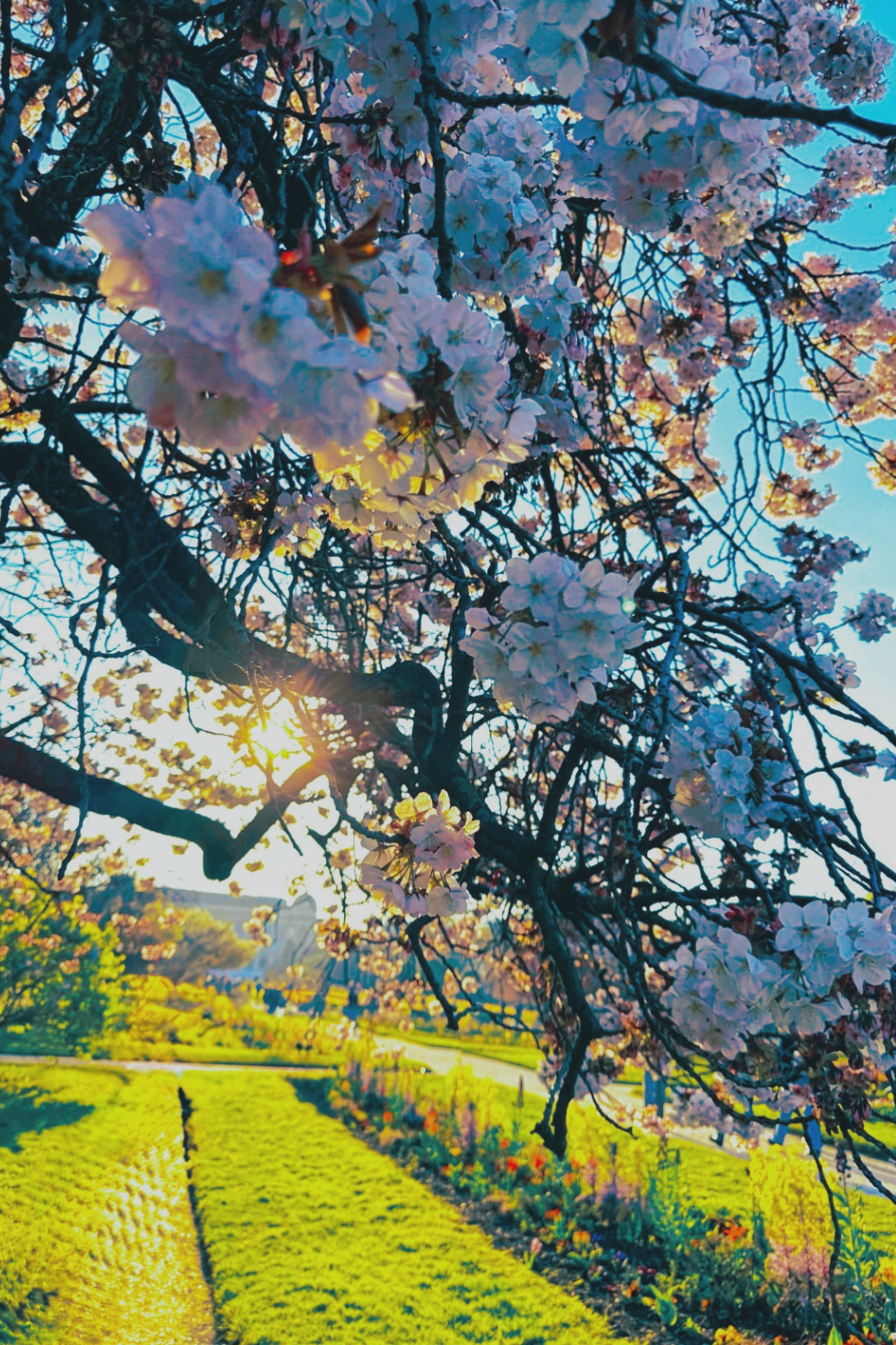 jardin des plantes plum blossom