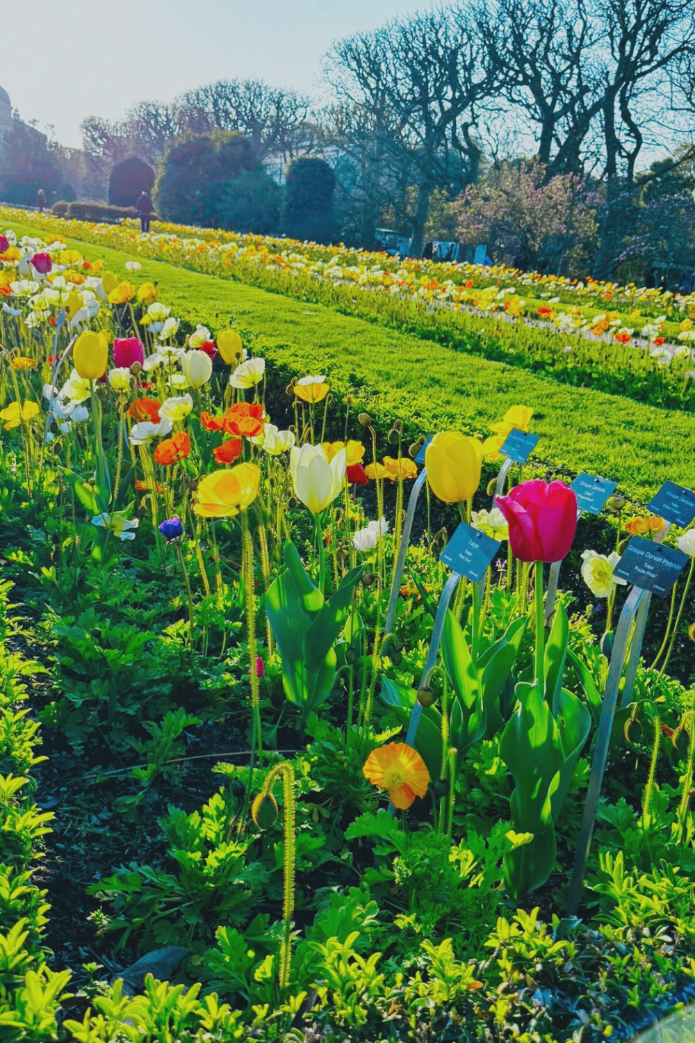 jardin des plantes tulips