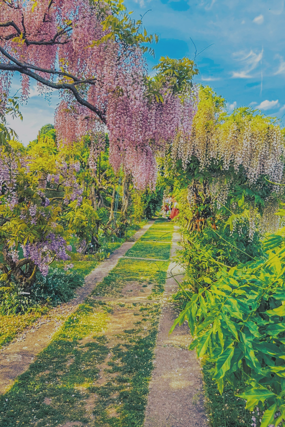 Paris parks spring wisteria layout